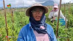 CHILI PRICES DROP, LARGE CHILI PLANTS HIT BY BLIGHT