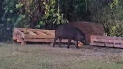 Dededo vice-mayor has tips on how to handle feral pigs in your village