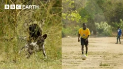 How Is Football Helping Save Zambia’s Carnivores? | Kingdom | BBC Earth