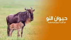 لغز هجرة حيوان النو العظيمة القصة وراء "انتحار" الآلاف من أجل البقاء | كويست عربية Quest Arabiya
