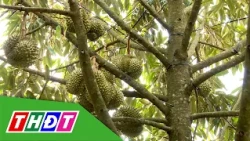 Durian Orchard Care During the Rainy Season | Agricultural Knowledge - 10/04/2026 | THDT